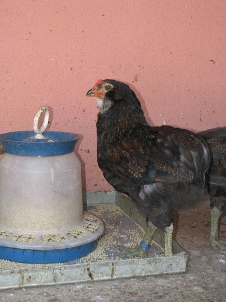  - TINERET ARAUCANA SALBATIC 2018