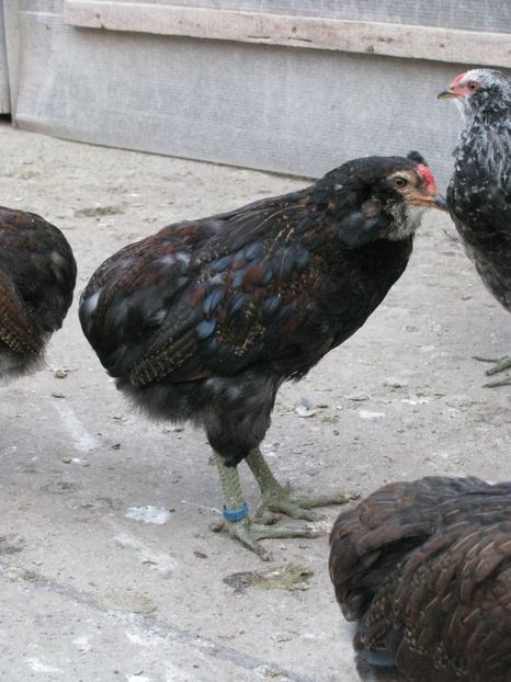  - TINERET ARAUCANA SALBATIC 2018