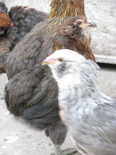  - TINERET ARAUCANA SALBATIC 2018