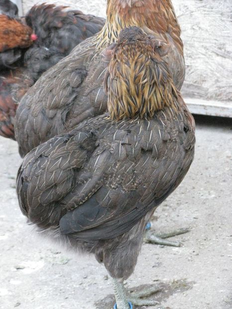  - TINERET ARAUCANA SALBATIC 2018