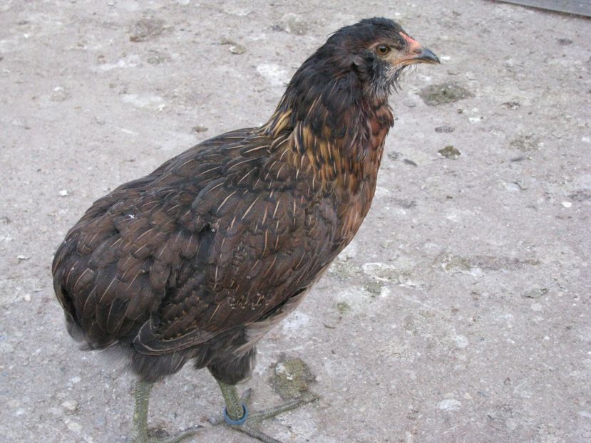  - TINERET ARAUCANA SALBATIC 2018