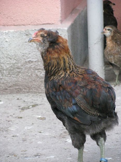  - TINERET ARAUCANA SALBATIC 2018