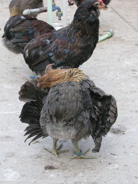  - TINERET ARAUCANA SALBATIC 2018