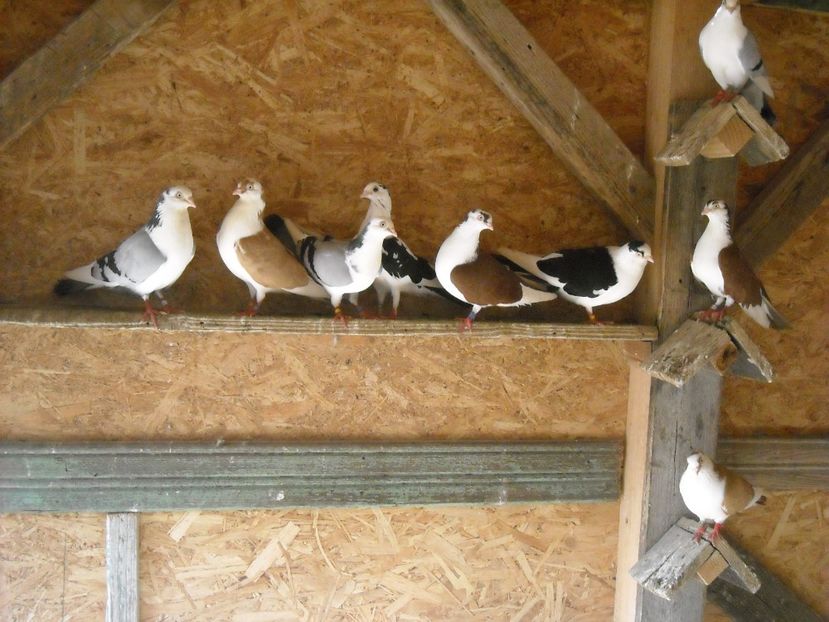  - DE PRIN PORUMBARIE