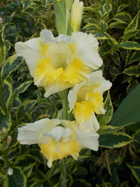  - 2018 Flori de gradina