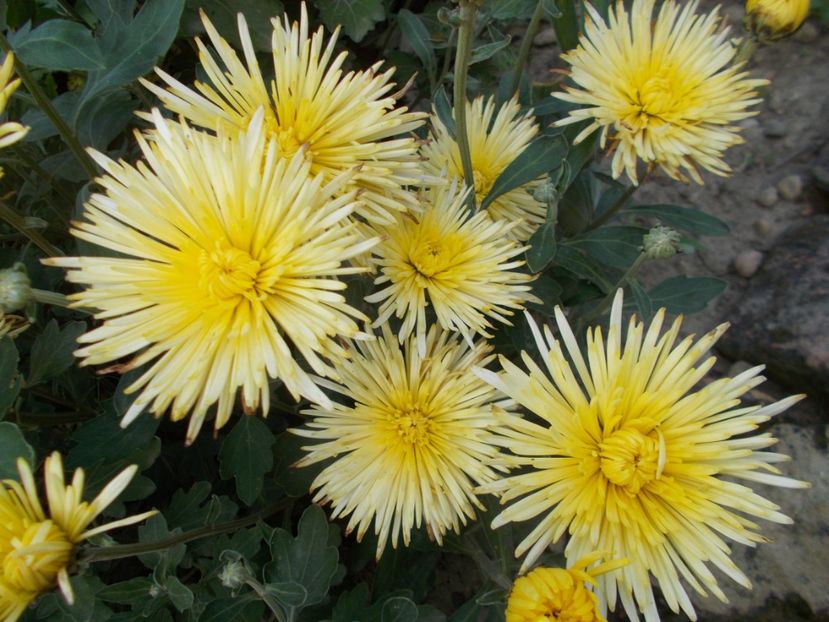  - 2018 Flori de gradina