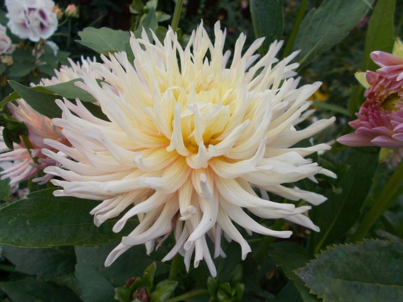  - 2018 Flori de gradina