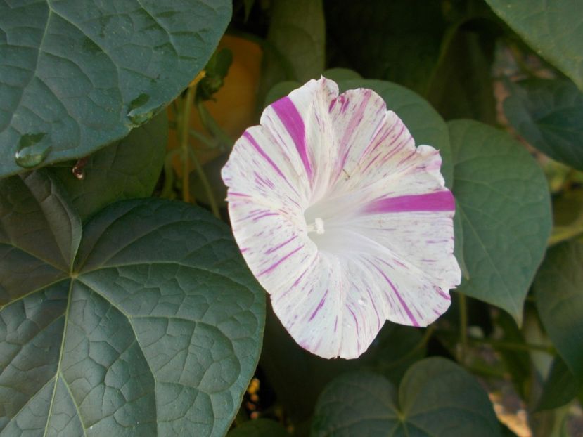  - 2018 Flori de gradina