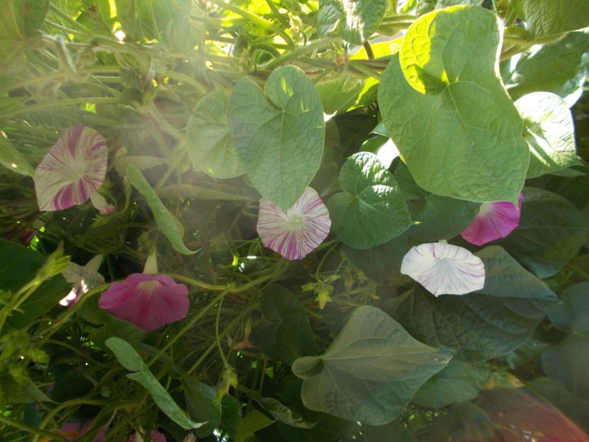  - 2018 Flori de gradina