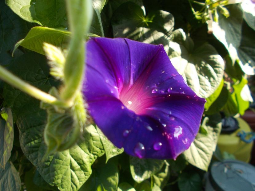  - 2018 Flori de gradina