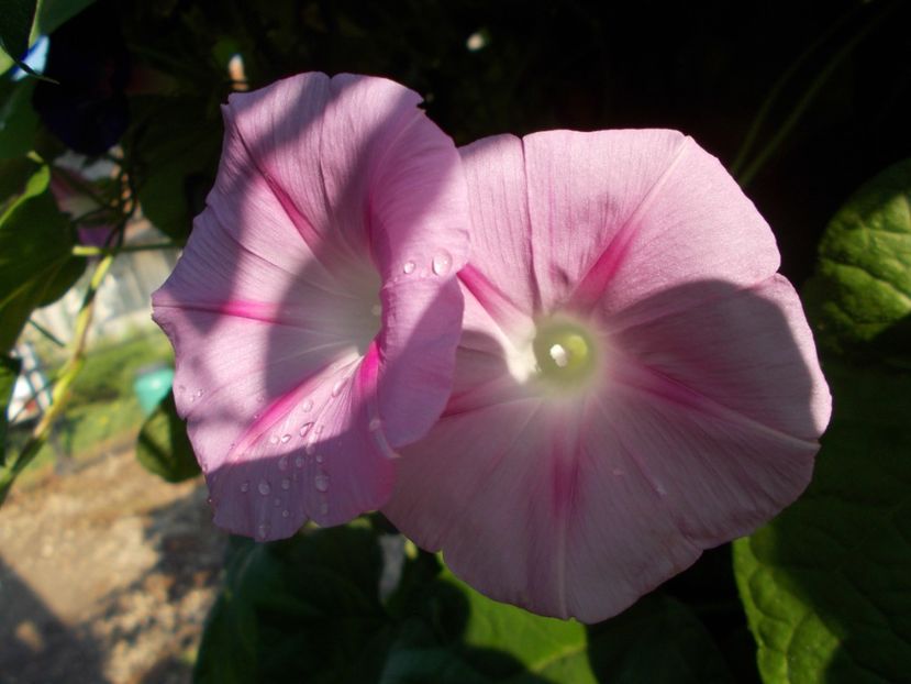  - 2018 Flori de gradina