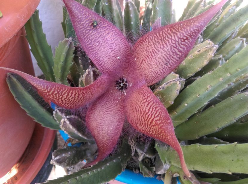  - Cactusi si suculente 2018