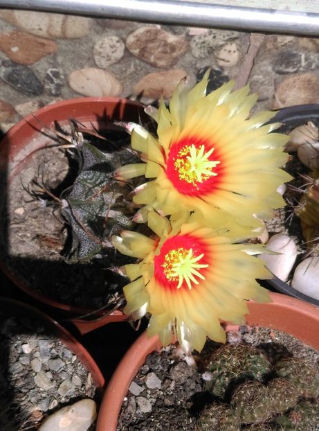  - Cactusi si suculente 2018