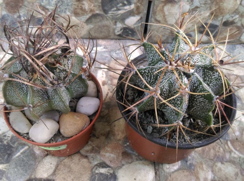  - Cactusi si suculente 2018