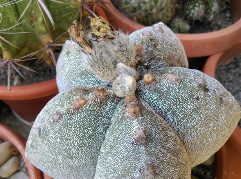  - Cactusi si suculente 2018