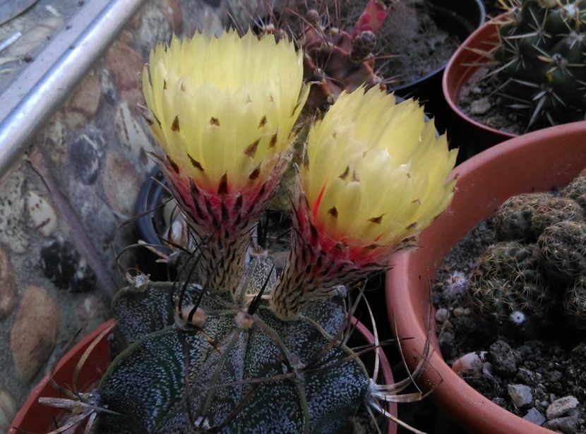  - Cactusi si suculente 2018