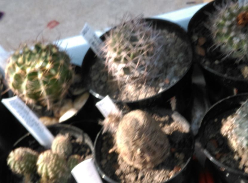  - Cactusi si suculente 2018