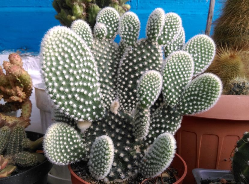  - Cactusi si suculente 2018