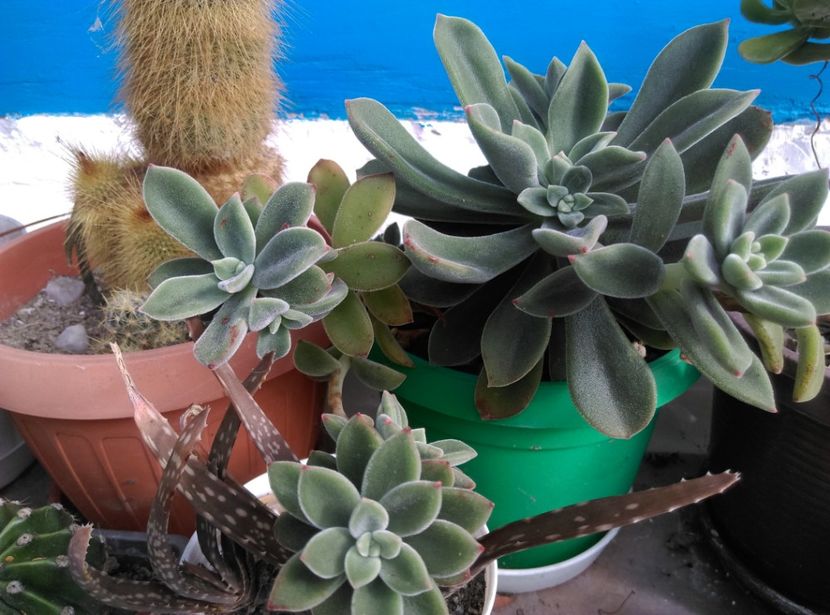  - Cactusi si suculente 2018