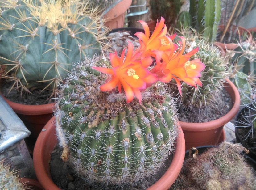  - Cactusi si suculente 2018