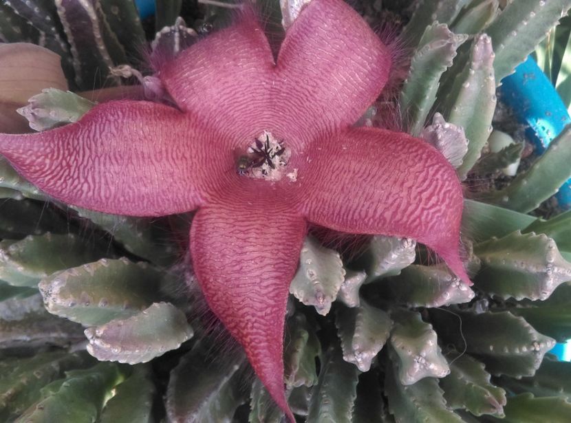  - Cactusi si suculente 2018