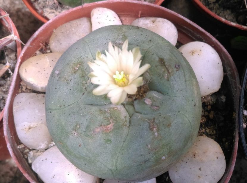  - Cactusi si suculente 2018