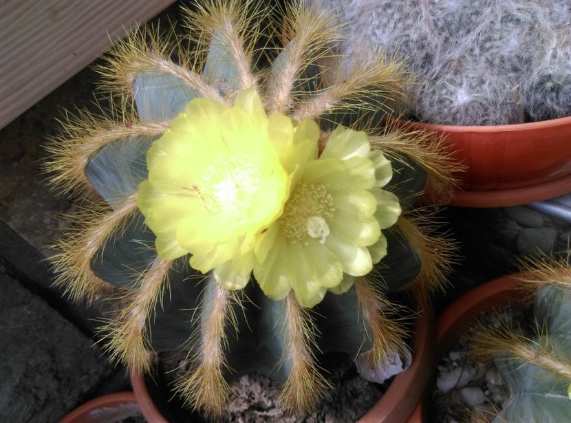  - Cactusi si suculente 2018