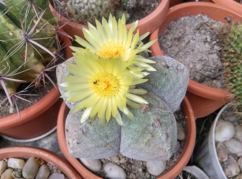  - Cactusi si suculente 2018