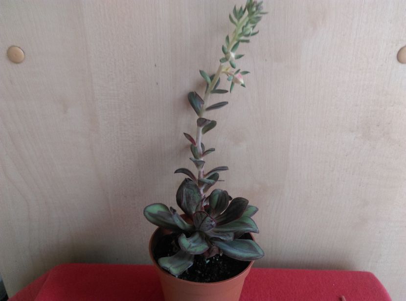  - Cactusi si suculente 2018
