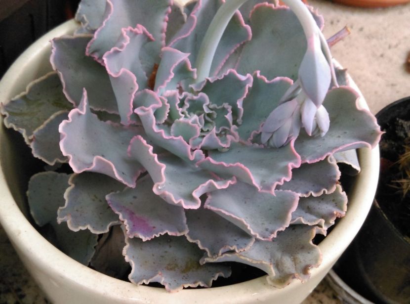  - Cactusi si suculente 2018