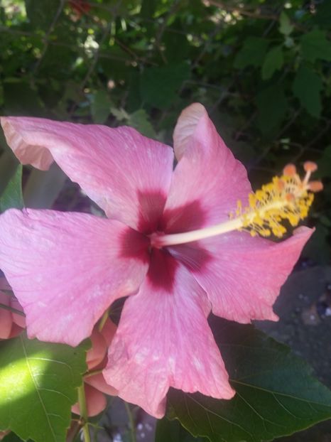  - Hibiscus 2018