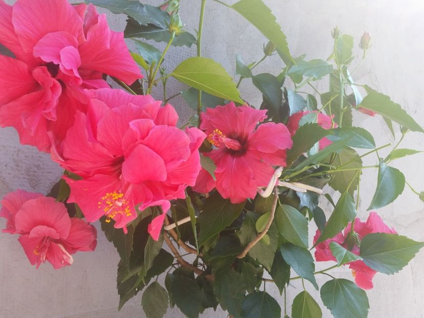  - Hibiscus 2018