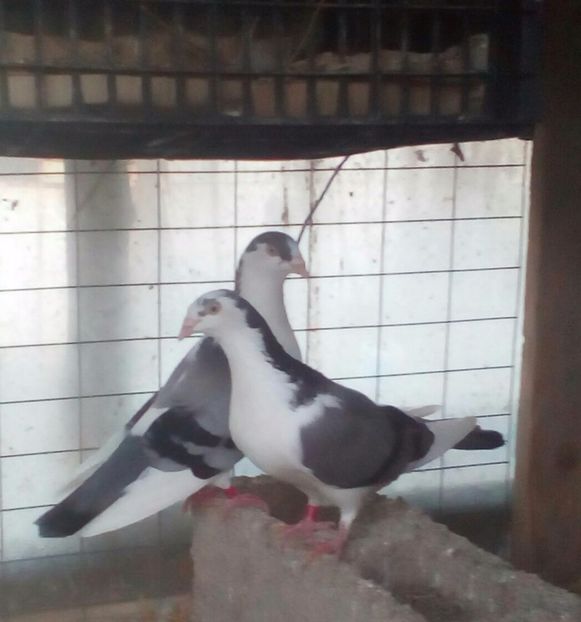  - Galateni