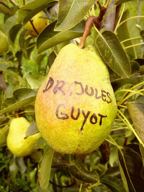 Para Dr Jules Guyot - Par Dr Jules Guyot