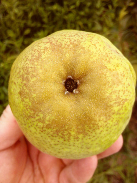 Para Dr Jules Guyot 6 - Par Dr Jules Guyot