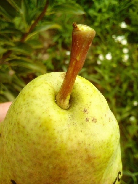 Para Dr Jules Guyot 7 - Par Dr Jules Guyot