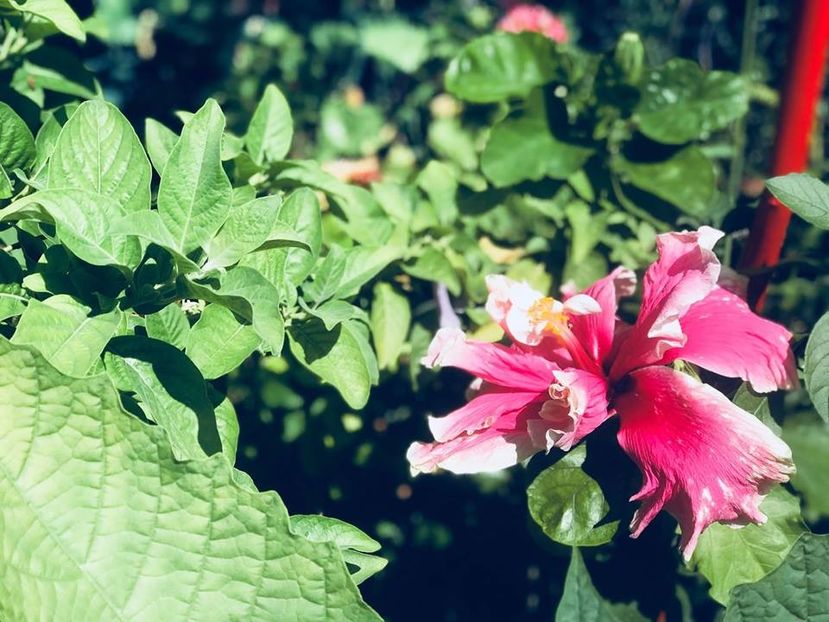  - august 2018