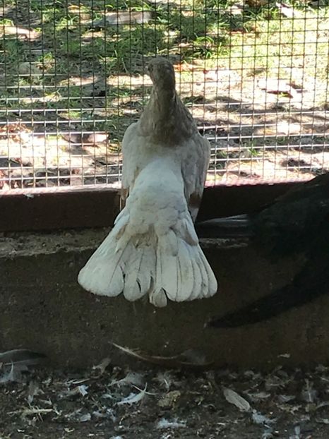 F21C07CF-D369-4833-8919-27E89BB68CDC - Zburători Argintii