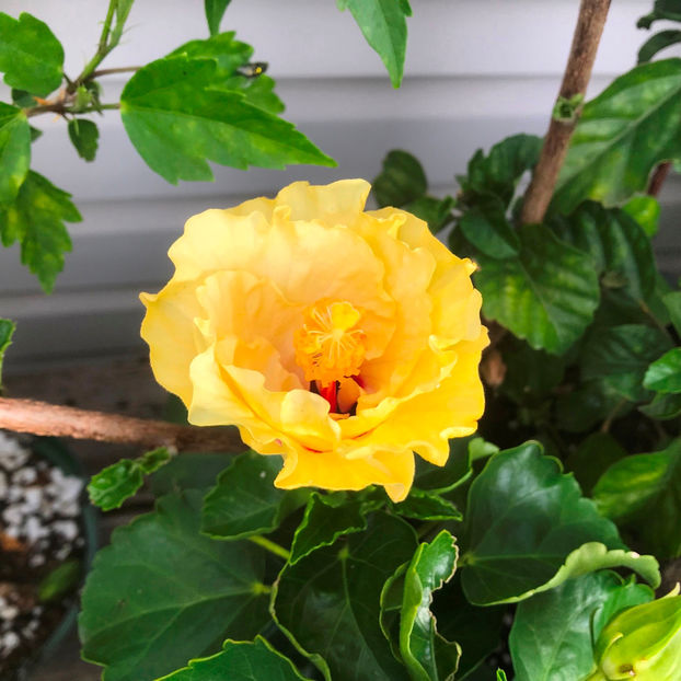  - 2018 Jurnalul gradinii