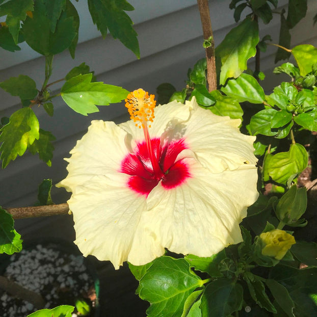  - 2018 Jurnalul gradinii