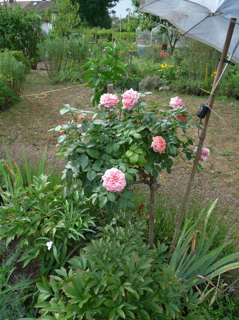 Si umbrela s-a ars! - 2018 - 02 - Vara