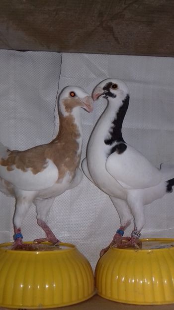 2018 - Voiajori Germani 2018