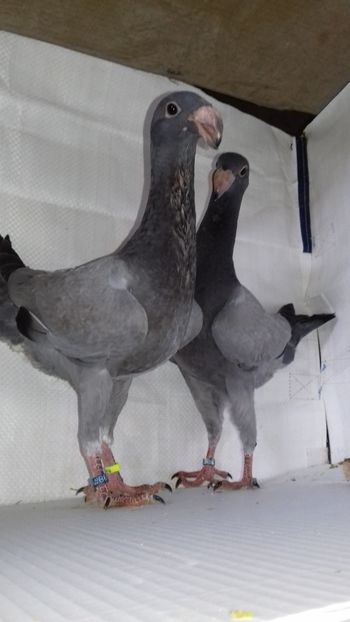 2018 - Voiajori Germani 2018