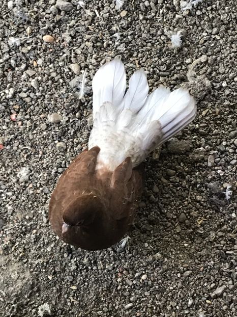 A9E8413F-4B7A-4848-B95E-8D80BC0B32F5 - Ciungi de Bucuresti