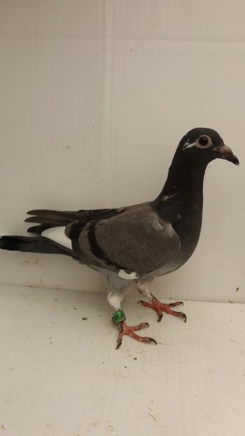 vandut - De vanzare voiajori pui 2018