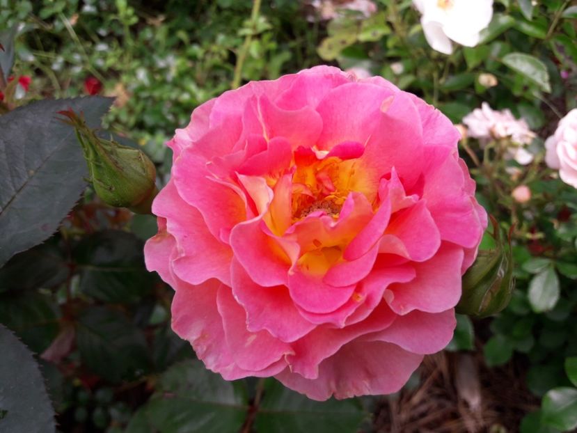  - TRANDAFIRI IULIE 2018