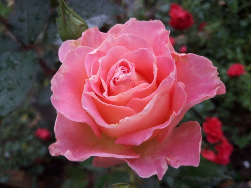  - TRANDAFIRI IULIE 2018