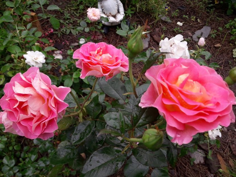  - TRANDAFIRI IULIE 2018