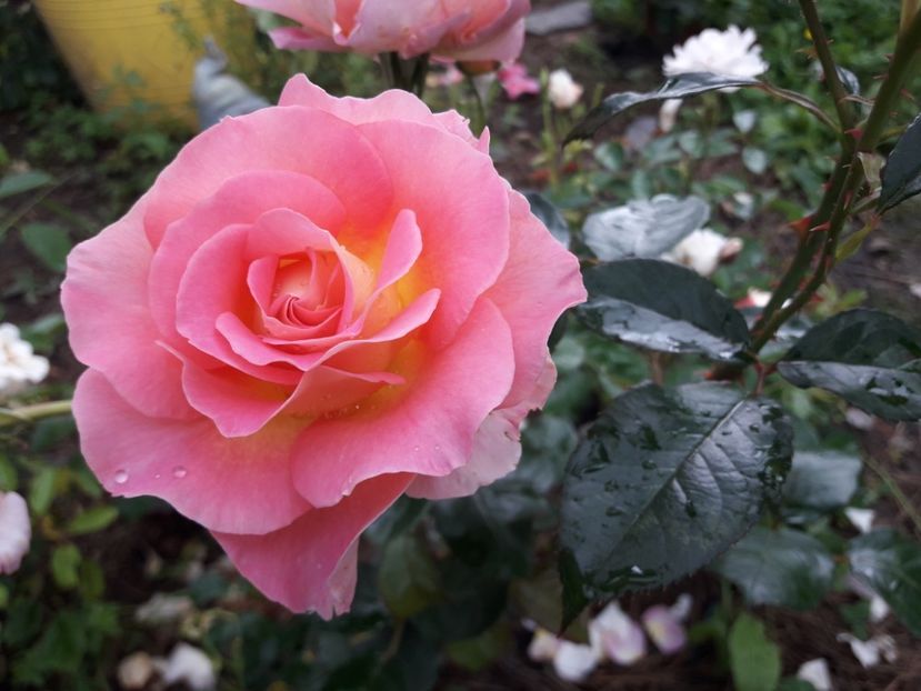  - TRANDAFIRI IULIE 2018