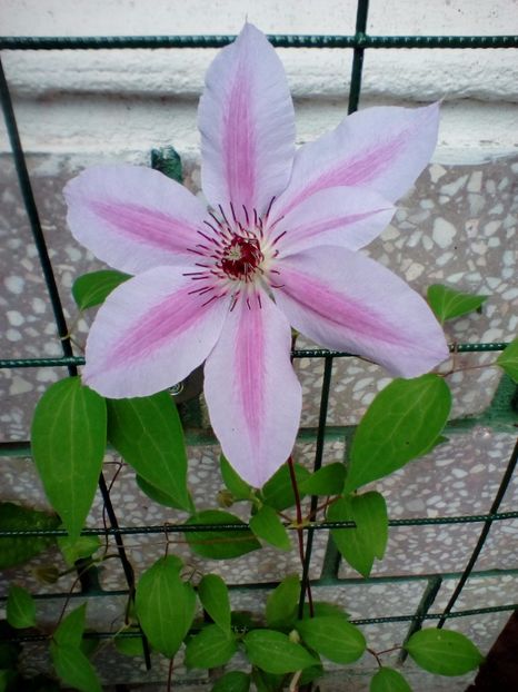 06 08 2018 - Nelly Moser